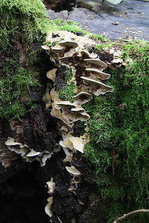Fungi in Oakley Woods 1 © John Hobson