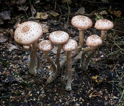 Fungi in Oakley Woods 4 © Dick Prior